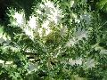 White Peacock Kale / Brassica oleracea 